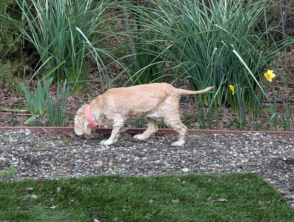 Lady (fka Lady Earth)