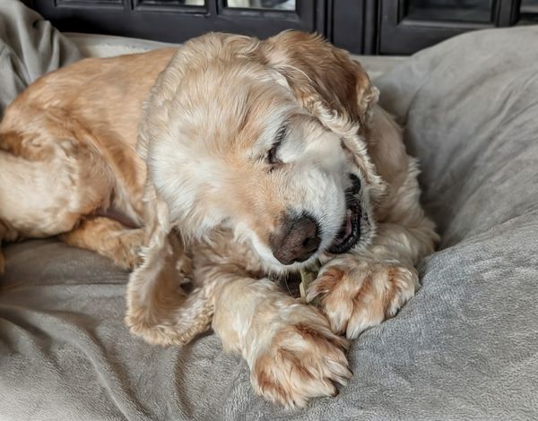 Lady (fka Lady Earth)