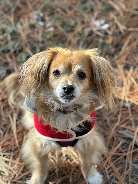 Allie (fka Chickadee) and Sadie (fka Bonnet)