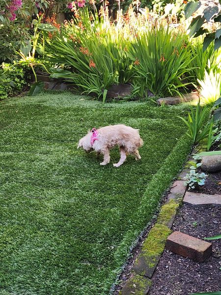 Millie the Buff (fka Peggy O)