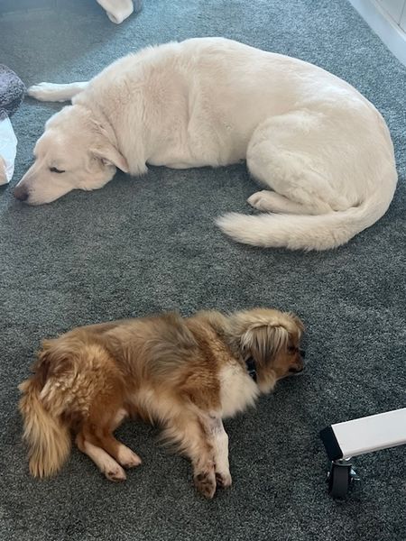 Tricki Woo (fka Cornell)