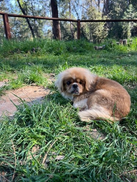 Tricki Woo (fka Cornell)