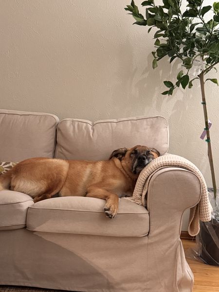 Rhubarb (fka Hershel)