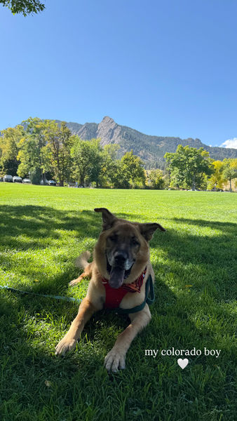 Rhubarb (fka Hershel)