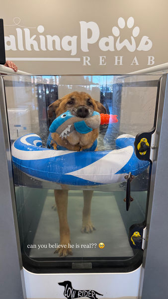 Rhubarb (fka Hershel)