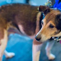 Speakeasy: Bark 3 Times