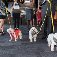 Speakeasy: Bark 3 Times