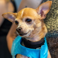 The Golden Age of Hollywoof