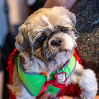 The Golden Age of Hollywoof