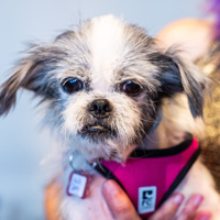 The Golden Age of Hollywoof