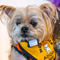 The Golden Age of Hollywoof