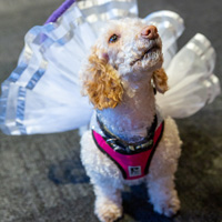 The Golden Age of Hollywoof