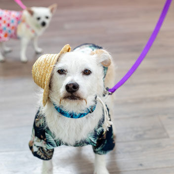 Pooches in Palm Springs