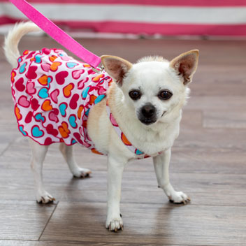 Pooches in Palm Springs