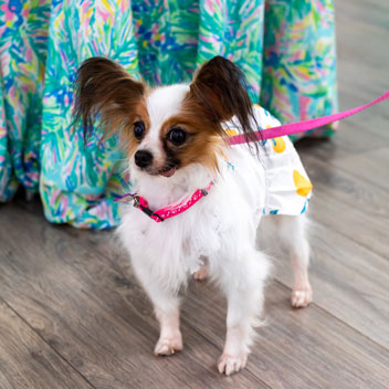 Pooches in Palm Springs