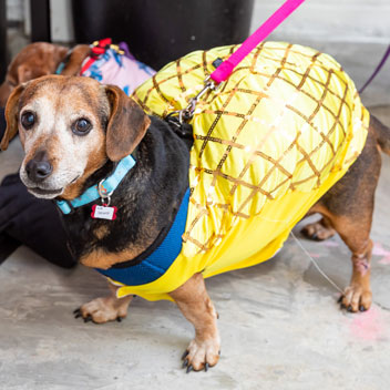 Pooches in Palm Springs