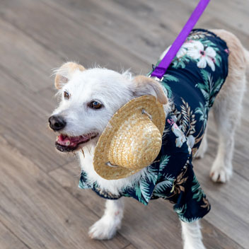 Pooches in Palm Springs