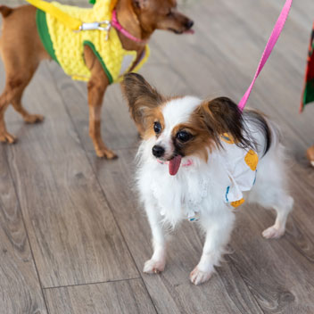 Pooches in Palm Springs