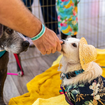 Pooches in Palm Springs
