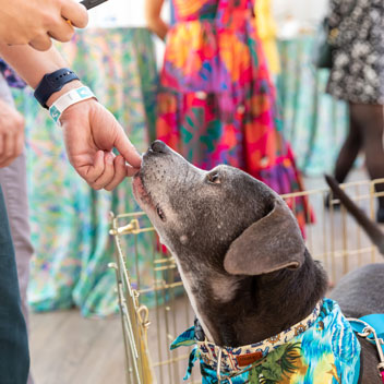 Pooches in Palm Springs