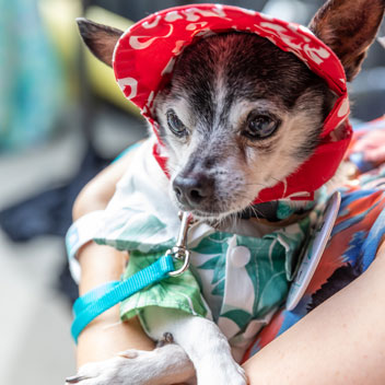 Pooches in Palm Springs