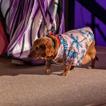 Pooches in Palm Springs