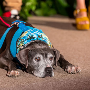 Pooches in Palm Springs