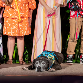 Pooches in Palm Springs