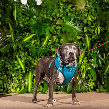 Pooches in Palm Springs