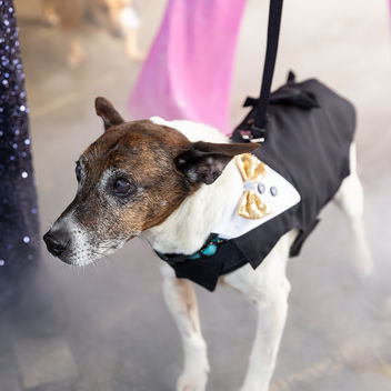 The Spy Who Loved Mutts