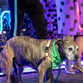 I Want My Mutt TV