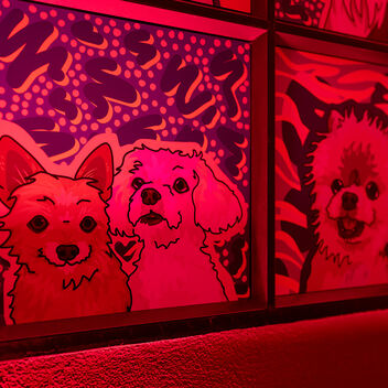 I Want My Mutt TV