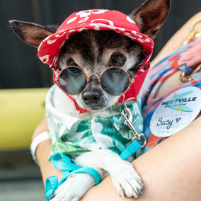 Pooches in Palm Springs