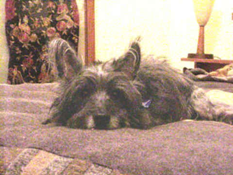 Mugsy