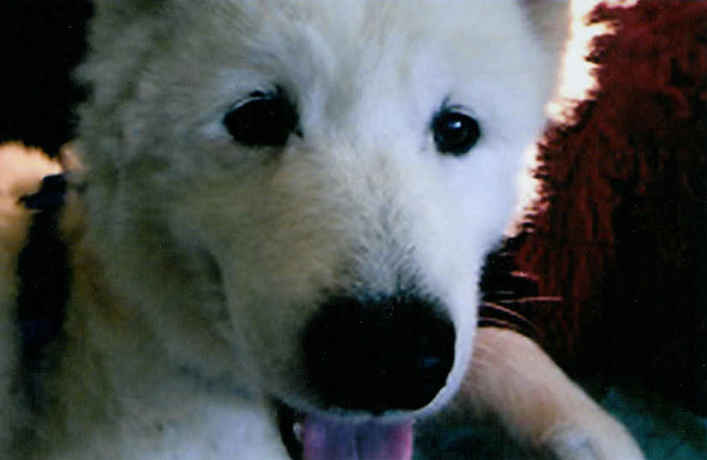 Charlie Bear