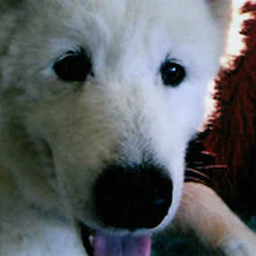 Charlie Bear