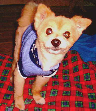 Benji