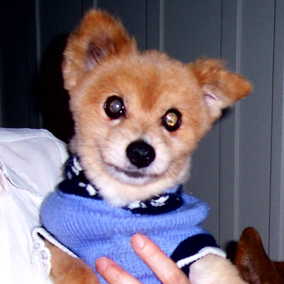 Benji