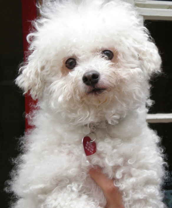 Dolly