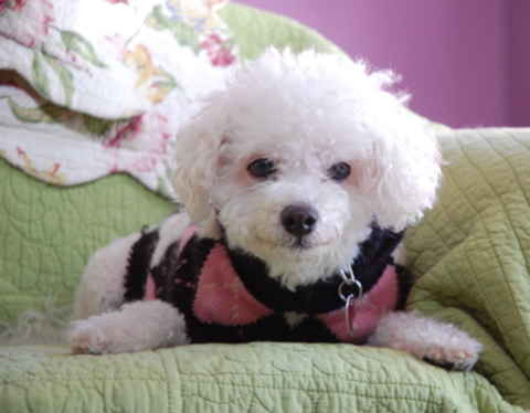 Dolly