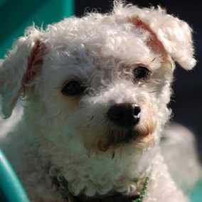 Dolly