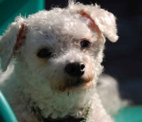 Dolly