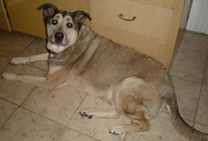 Chula