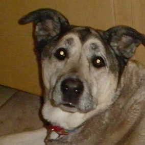 Chula