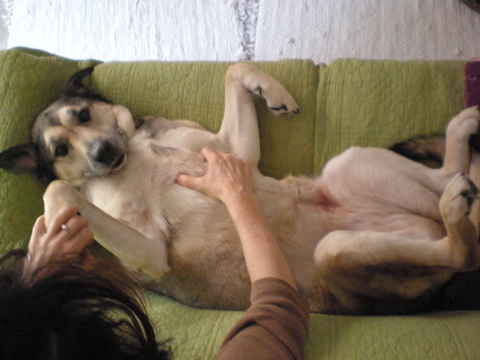 Chula