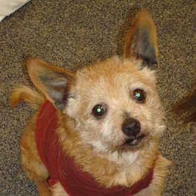 Shamus