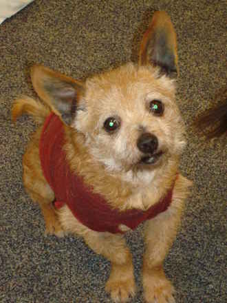 Shamus