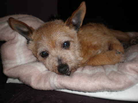 Shamus