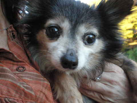 Frazier