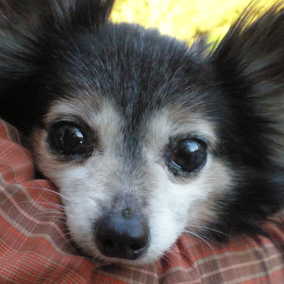Frazier